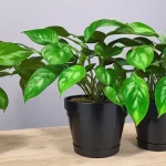 How Often to Water Pothos