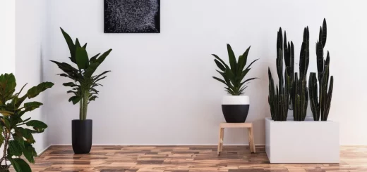 Black Indoor Plants