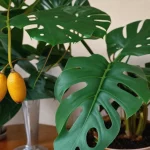 Monstera Deliciosa Fruit