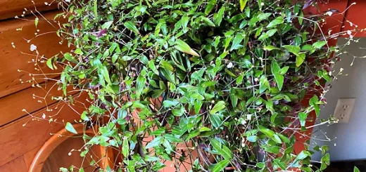 Bridal Veil Plant