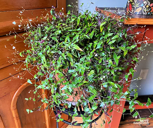 Bridal Veil Plant